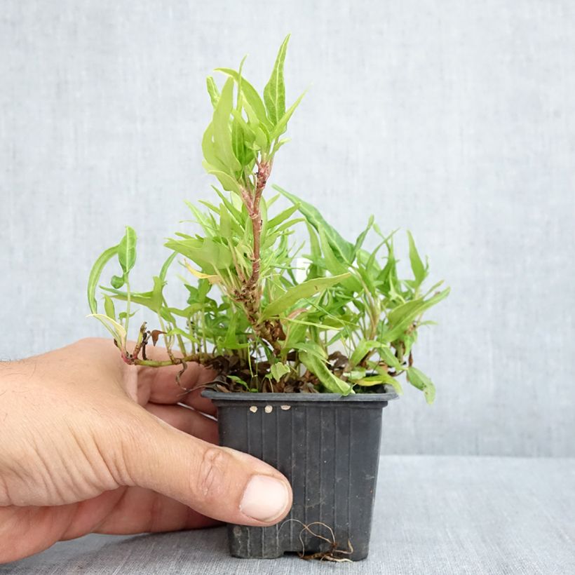 Hedera helix Evergreen Maceta de 8/9 cm Ejemplar entregado en la primavera