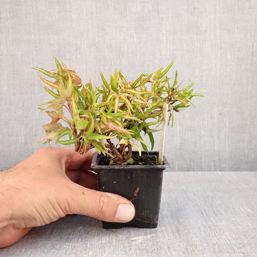 Ejemplar de Hedera helix Evergreen Maceta de 8/9 cm entregado en otoño