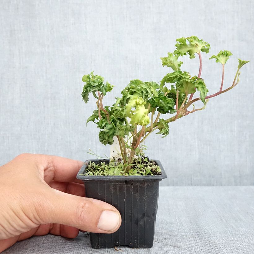 Hedera helix Filigran Maceta de 8/9 cm Ejemplar entregado en la primavera