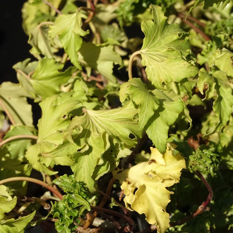 Hedera helix Filigran (Follaje)