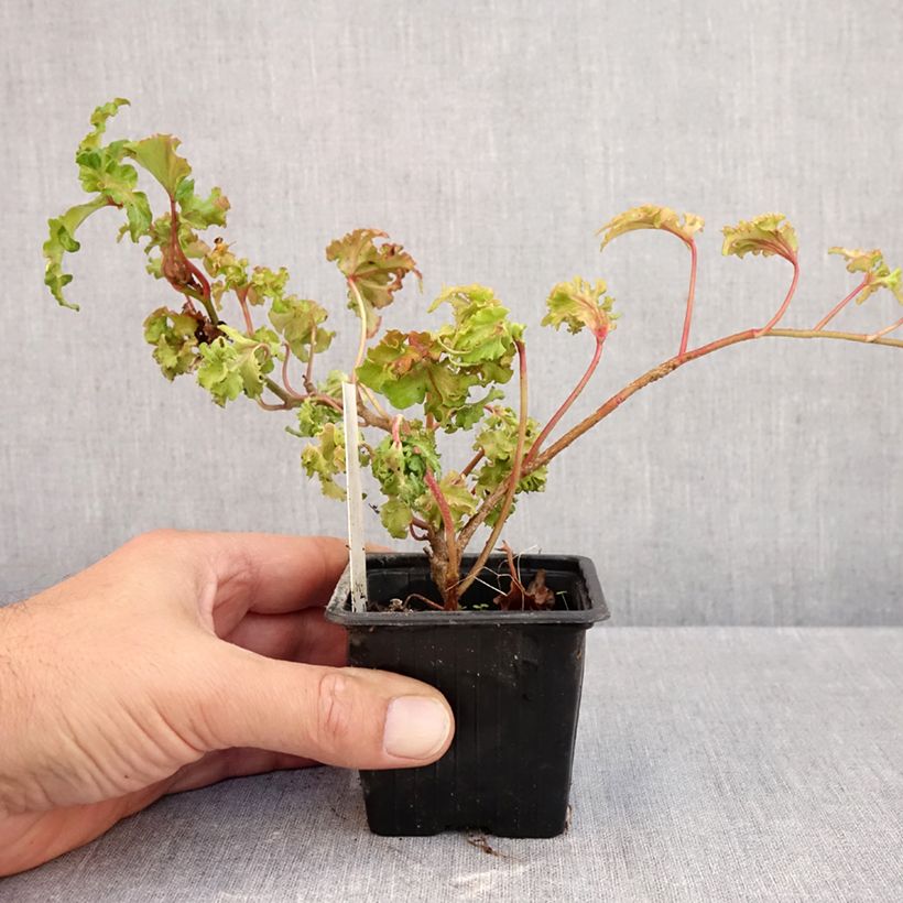 Ejemplar de Hedera helix Filigran Maceta de 8/9 cm entregado en otoño