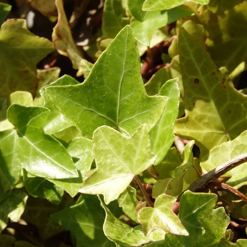 Hedera helix Frosty (Follaje)