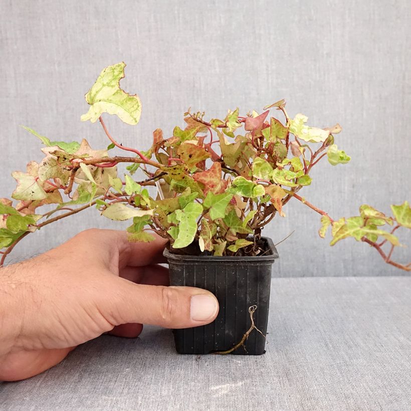 Ejemplar de Hedera helix Frosty Maceta de 8/9 cm entregado en otoño