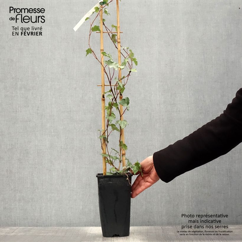 Hiedra Glacier Maceta 2L/3L Ejemplar entregado en invierno