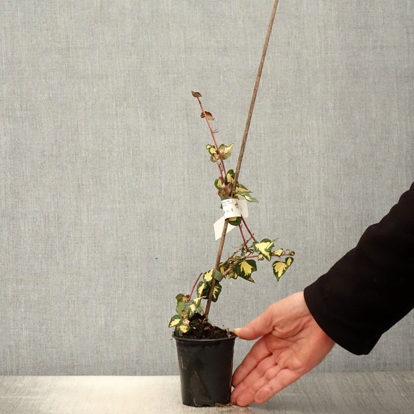 Hiedra Goldheart Maceta de 8/9 cm Ejemplar entregado en la primavera