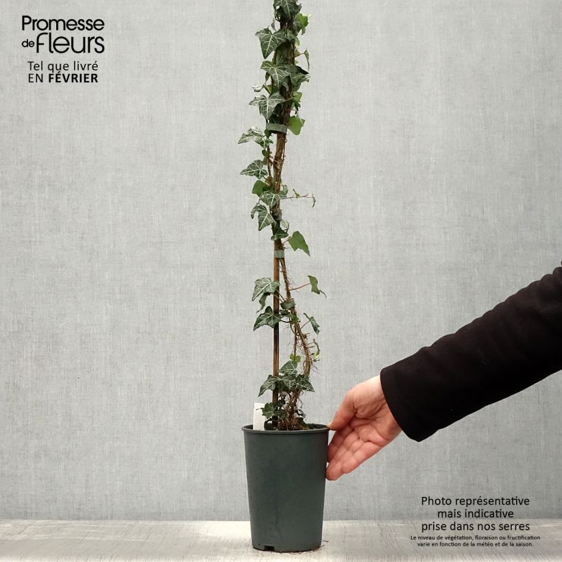 Hiedra Ivalace Maceta 2L/3L Ejemplar entregado en invierno