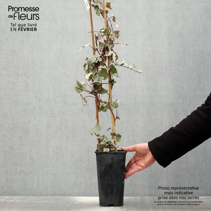 Hiedra Little diamond Maceta 3L/4L Ejemplar entregado en invierno
