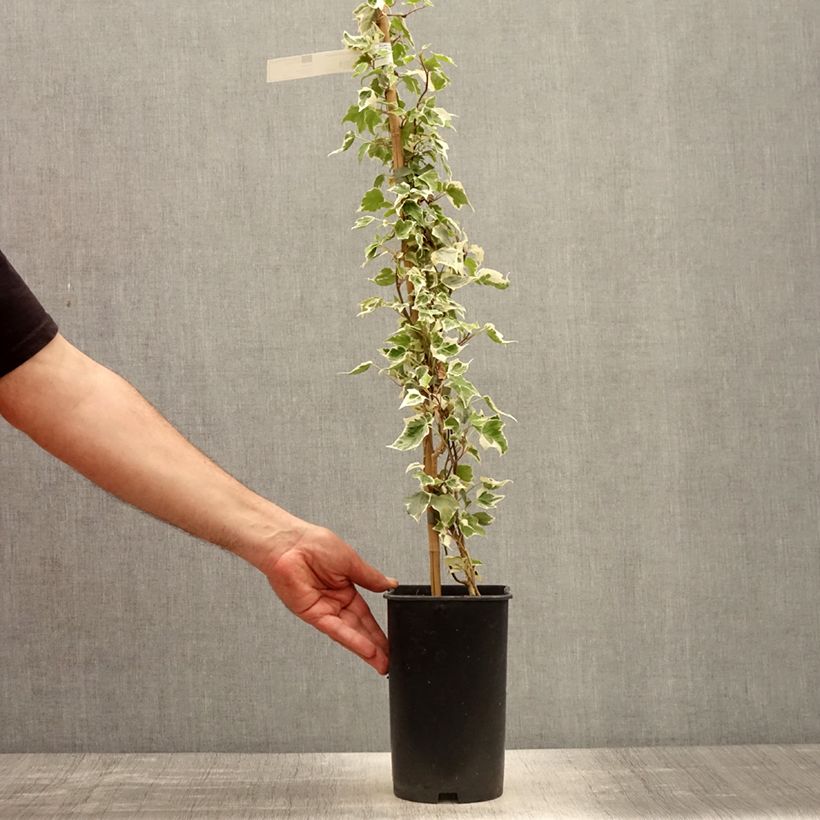 Hiedra Little diamond Maceta 3L/4L Ejemplar entregado en la primavera