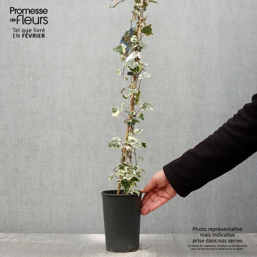 Hiedra Marginata Elegantissima Maceta 2L/3L Ejemplar entregado en invierno