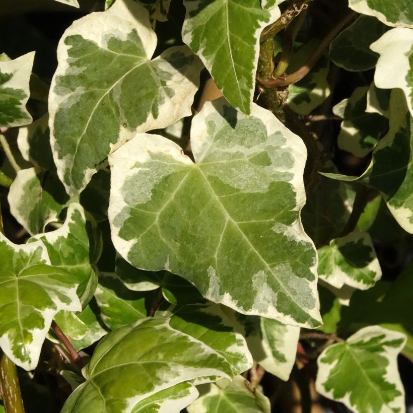 Hiedra Marginata Elegantissima (Follaje)