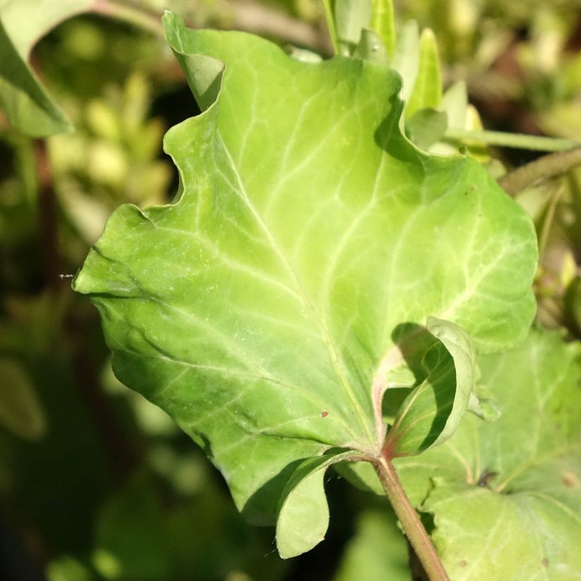 Hedera helix Obelix (Follaje)
