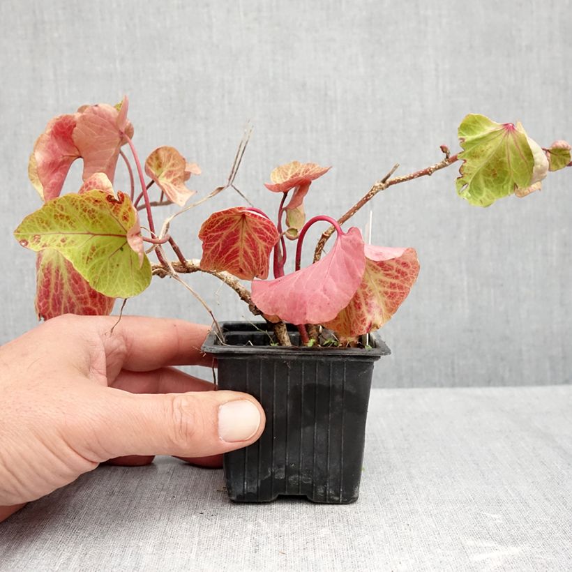 Ejemplar de Hedera helix Obelix Maceta de 8/9 cm entregado en otoño