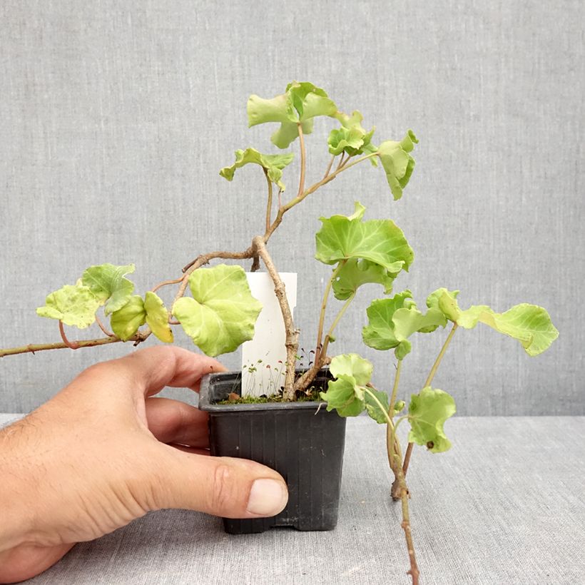 Ejemplar de Hedera helix Obelix Maceta de 8/9 cm entregado en verano