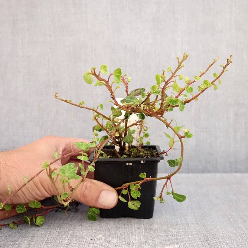 Ejemplar de Hedera helix Peter Pan Maceta de 8/9 cm entregado en otoño