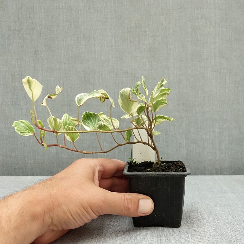Ejemplar de Hedera helix Reef Shell Maceta de 8/9 cm entregado en verano