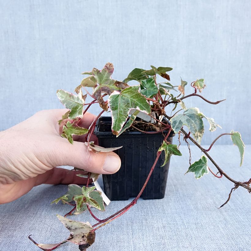 Hiedra Sagittifolia Variegata Maceta de 8/9 cm Ejemplar entregado en invierno