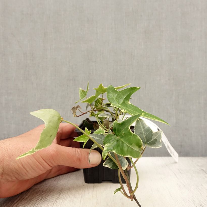Hiedra Sagittifolia Variegata Maceta de 8/9 cm Ejemplar entregado en la primavera