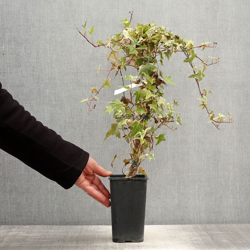 Hiedra Sagittifolia Variegata Maceta 1,5L/2L Ejemplar entregado en la primavera