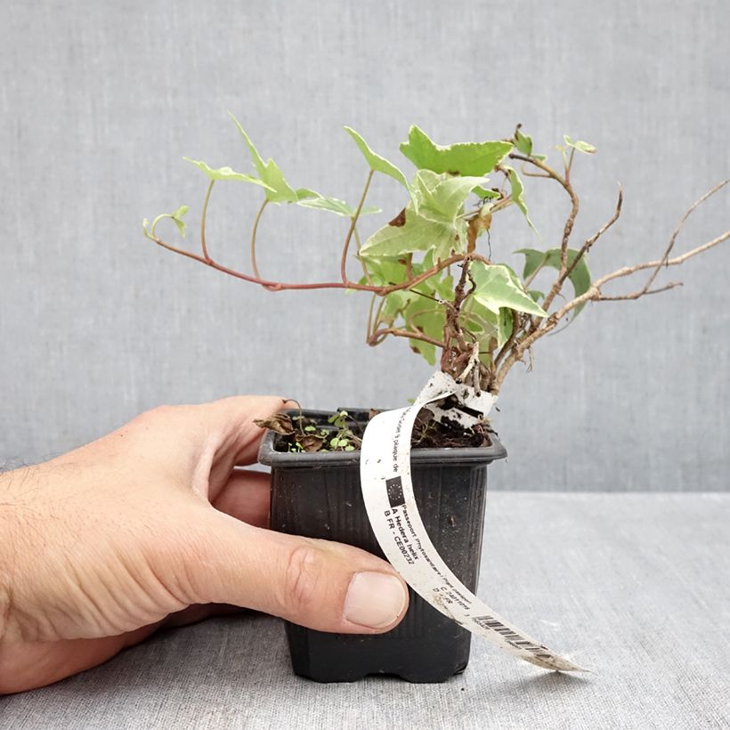 Ejemplar de Hiedra Sagittifolia Variegata Maceta de 8/9 cm entregado en otoño