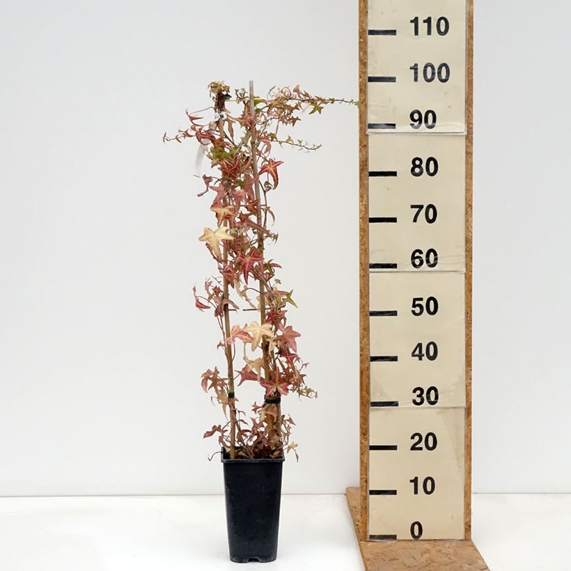 Ejemplar de Hiedra Sagittifolia Variegata Maceta 1,5L/2L entregado en otoño