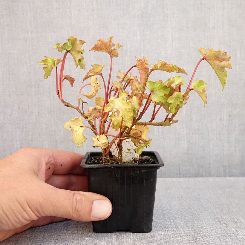Ejemplar de Hedera helix Tango Maceta de 8/9 cm entregado en otoño