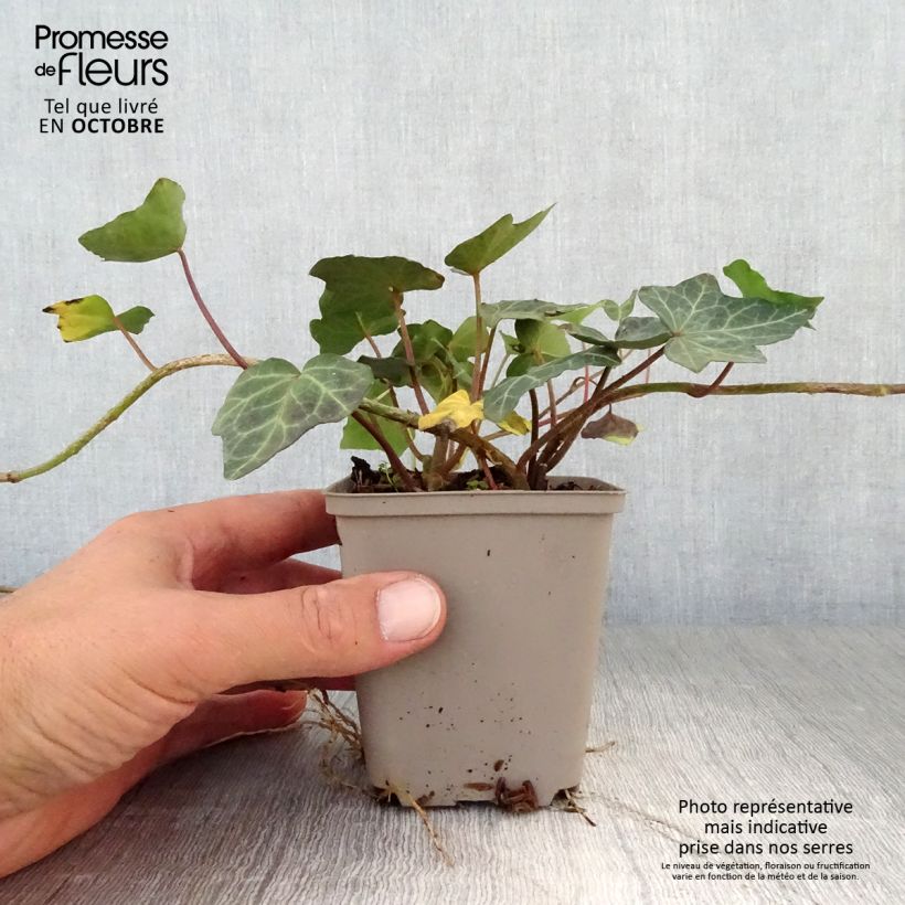 Ejemplar de Hiedra Woerner Maceta de 8/9 cm entregado en otoño