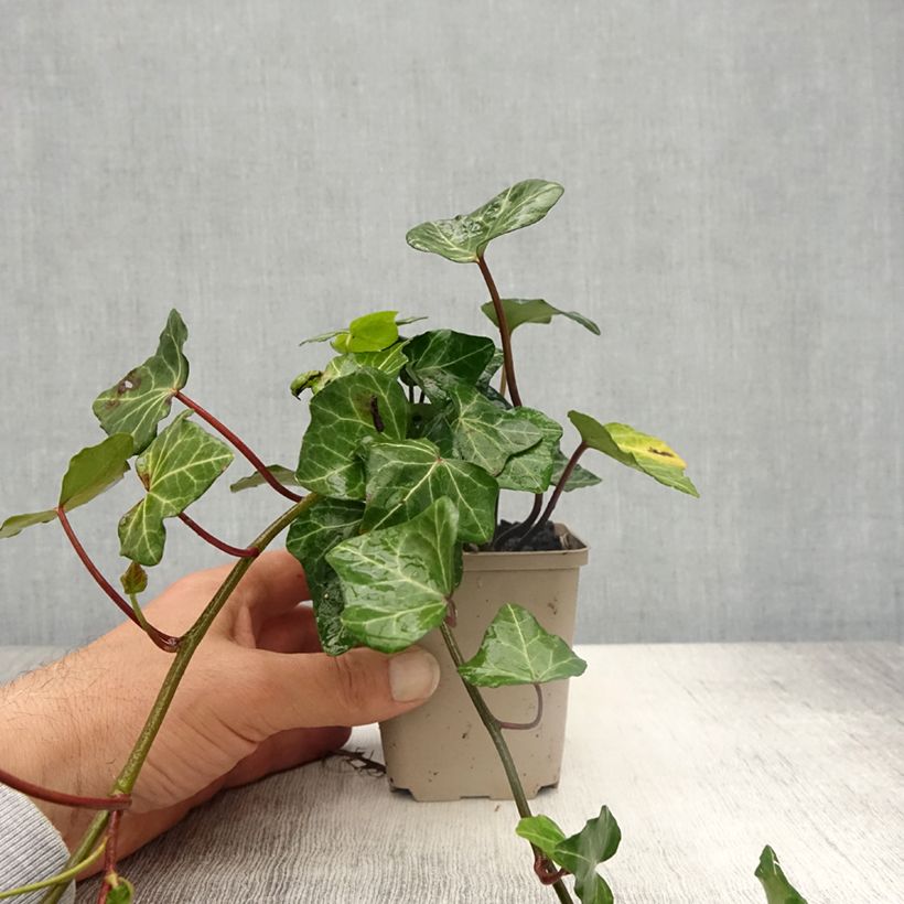 Hiedra Woerner Maceta de 8/9 cm Ejemplar entregado en la primavera