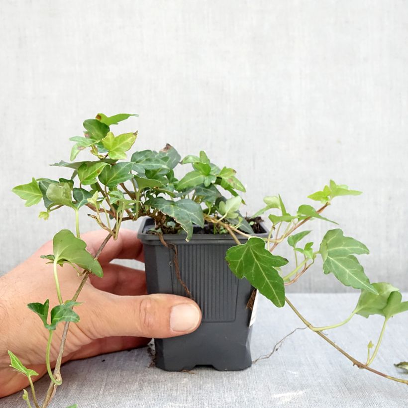 Ejemplar de Hiedra Shamrock Maceta de 8/9 cm entregado en otoño