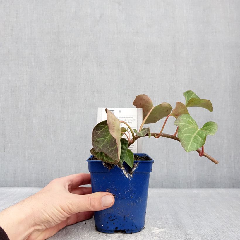 Hiedra de Argelia Algerian Bellecour Maceta 1L/1,5L Ejemplar entregado en invierno