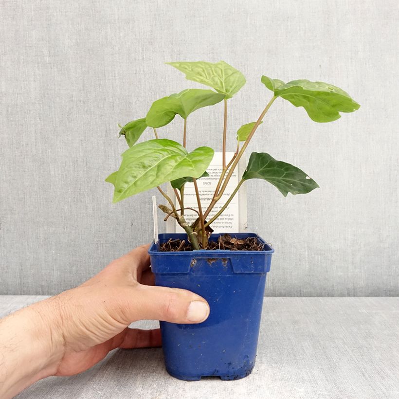 Hiedra de Argelia Algerian Bellecour Maceta 1L/1,5L Ejemplar entregado en la primavera