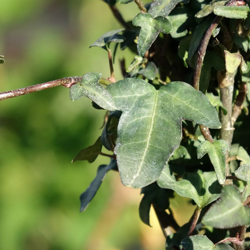 Hedera helix Spetchley  (Follaje)