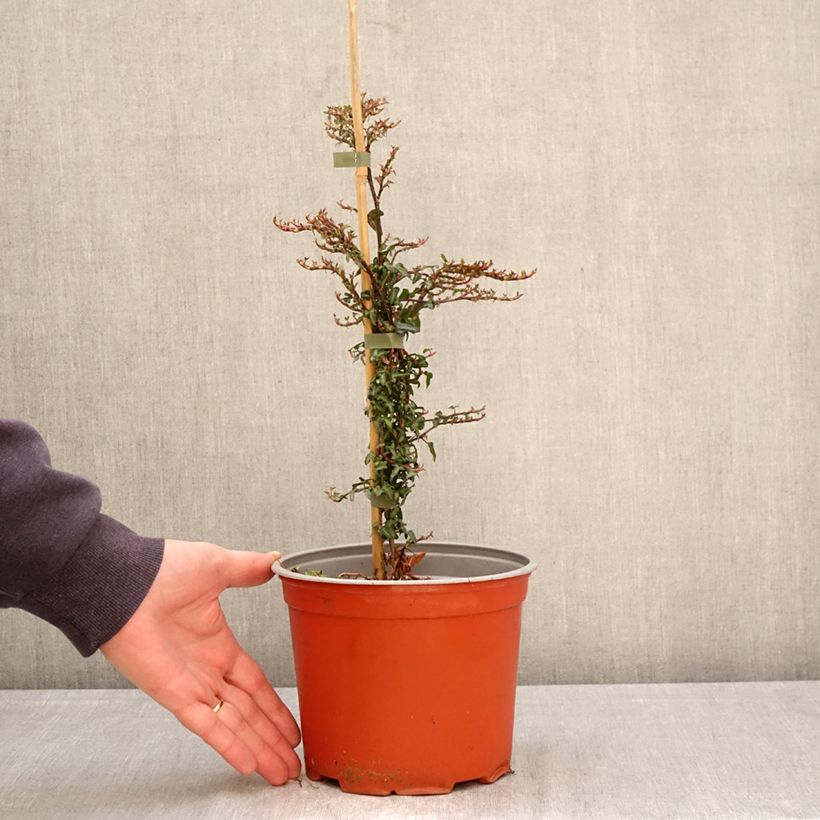 Hedera helix Spetchley  Maceta 3L/4L Ejemplar entregado en la primavera