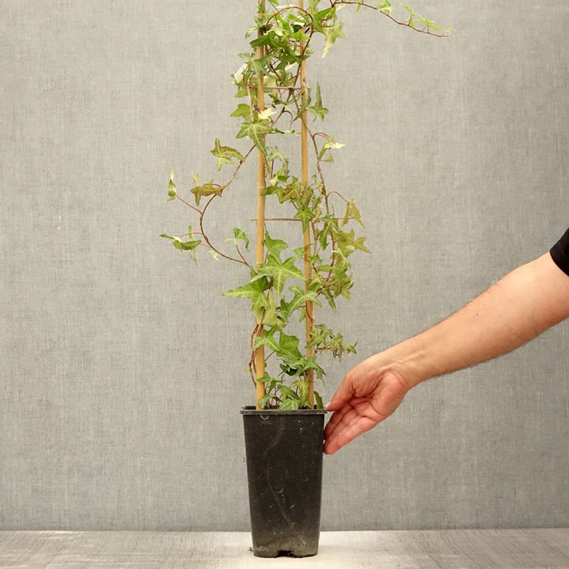 Ejemplar de Hiedra Sagittifolia Maceta 2L/3L entregado en verano