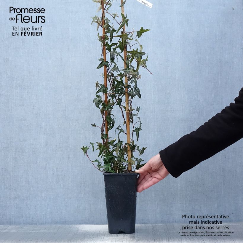 Hiedra Sagittifolia Maceta 2L/3L Ejemplar entregado en invierno