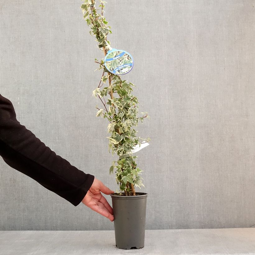 Hiedra White Ripple Maceta 1,5L/2L Ejemplar entregado en la primavera