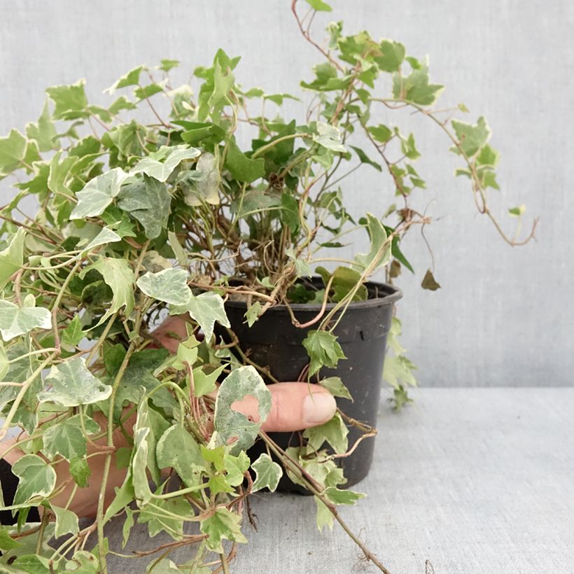 Hiedra Yellow Ripple Maceta 1,5L/2L Ejemplar entregado en invierno