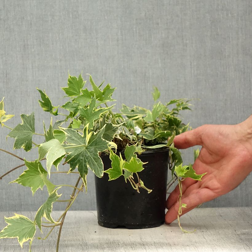 Hiedra Yellow Ripple Maceta 1,5L/2L Ejemplar entregado en la primavera