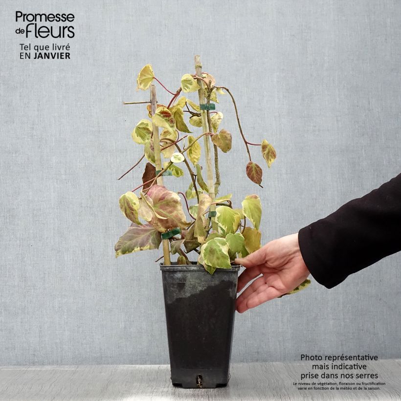 Hiedra de Persia Dentata Variegata Maceta 2L/3L Ejemplar entregado en invierno