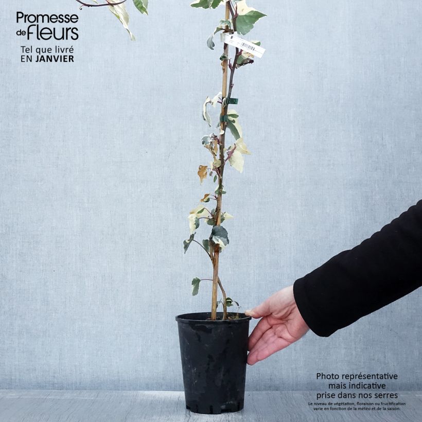 Hiedra de Argelia Gloire de Marengo Maceta 2L/3L Ejemplar entregado en invierno