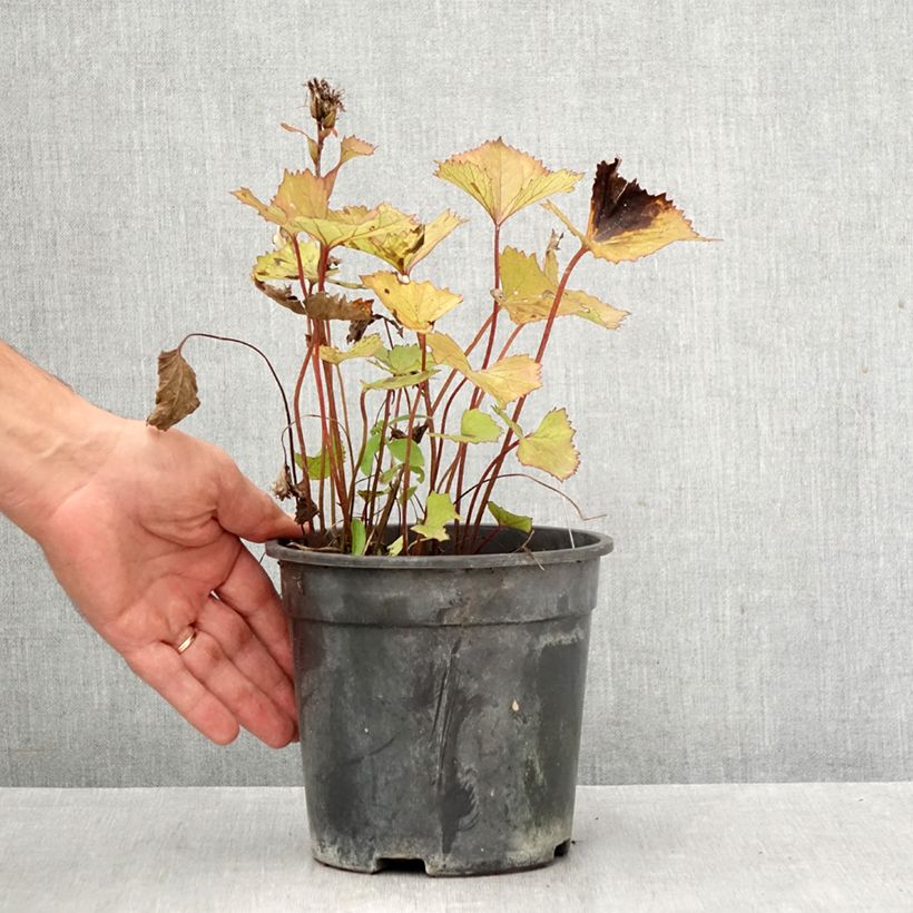 Ejemplar de Ligularia hessei Lanternchern Maceta 2L/3L entregado en otoño