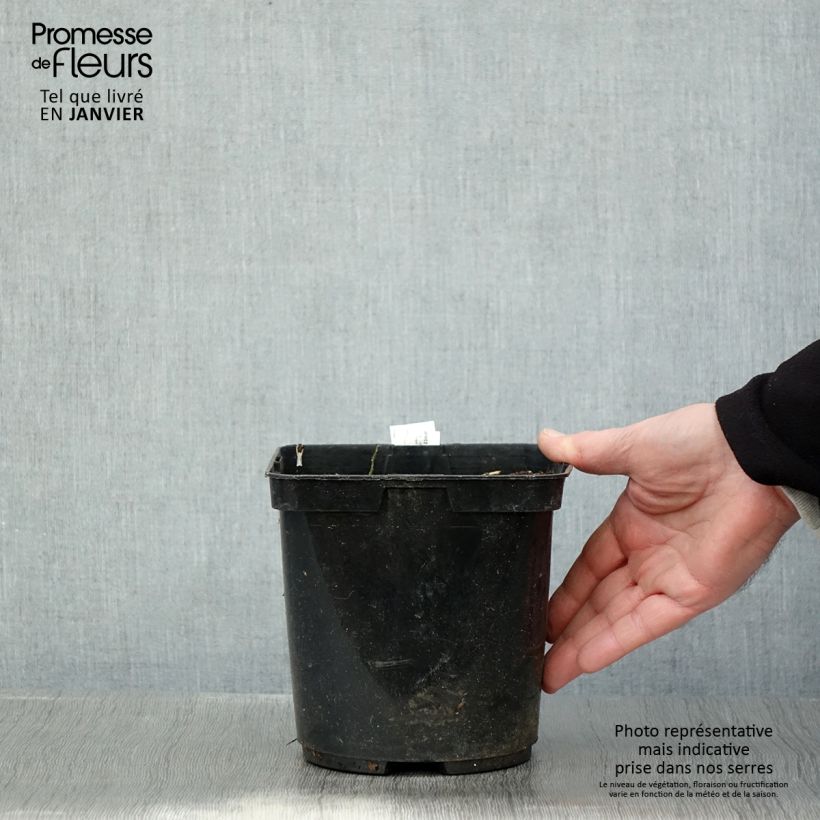 Ligularia japonica Rising Sun BSWJ6293 Maceta 2L/3L Ejemplar entregado en invierno