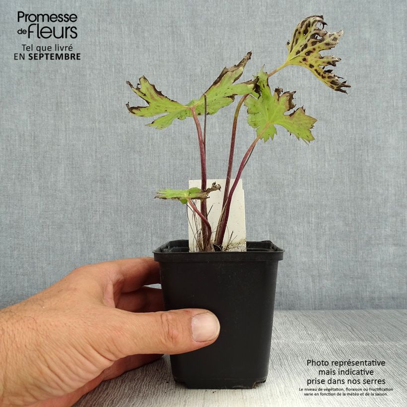 Ejemplar de Ligularia przewalskii Maceta de 8/9 cm entregado en verano