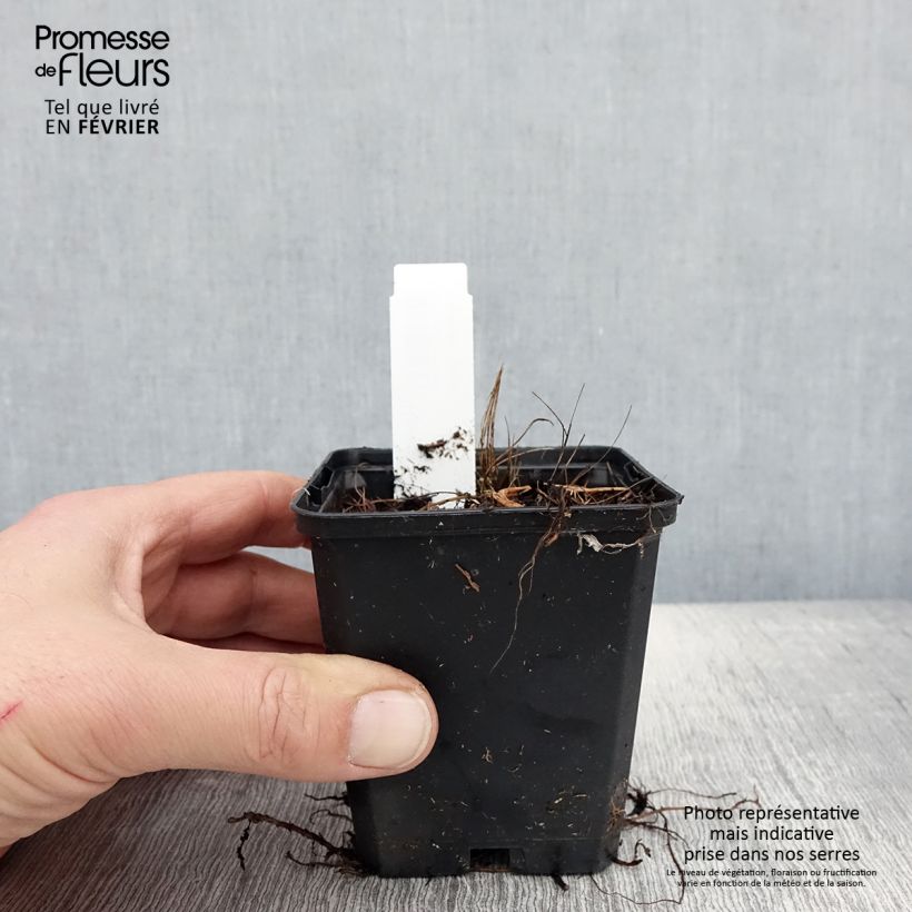 Ligularia stenocephala Little Rocket Maceta de 8/9 cm Ejemplar entregado en invierno