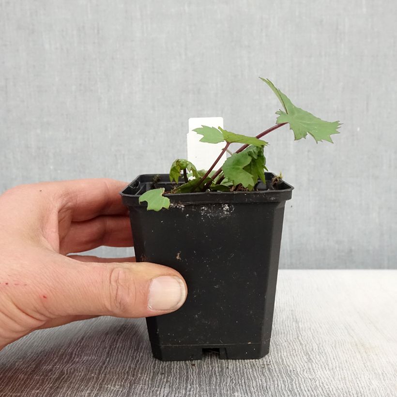 Ligularia stenocephala Little Rocket Maceta de 8/9 cm Ejemplar entregado en la primavera