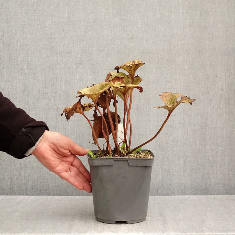 Ejemplar de Ligularia dentata Garden Confetti Maceta 2L/3L entregado en otoño