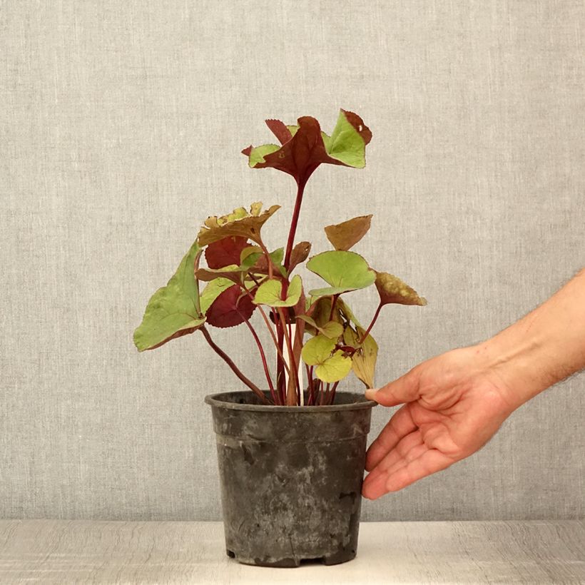Ejemplar de Ligularia dentata Garden Confetti Maceta 2L/3L entregado en verano