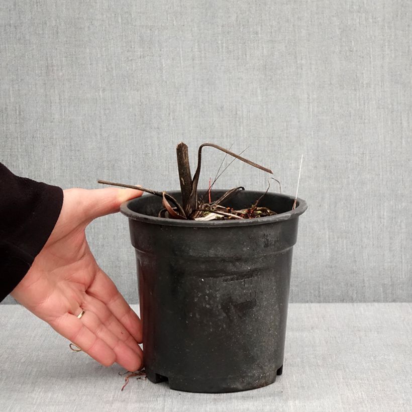 Ligularia dentata Garden Confetti Maceta 2L/3L Ejemplar entregado en invierno