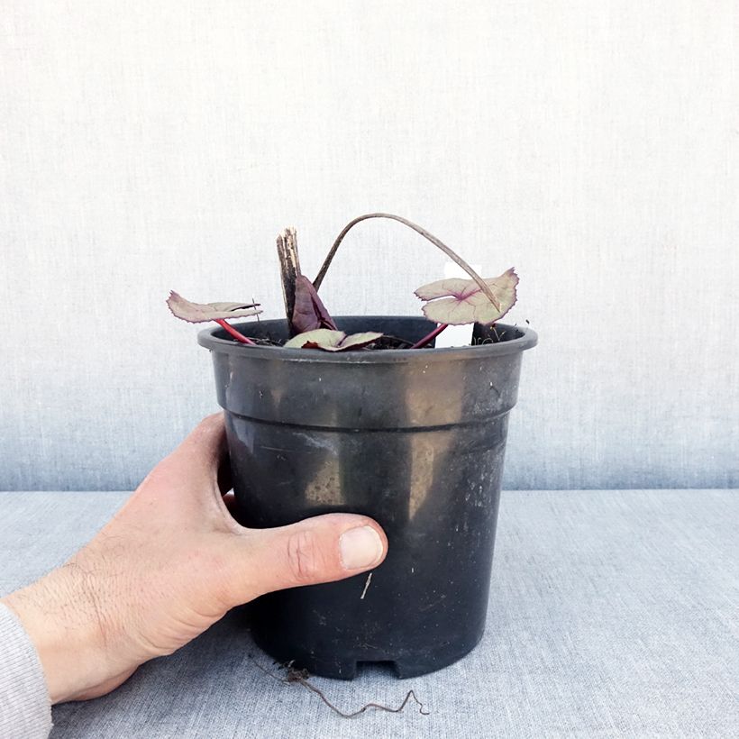 Ligularia dentata Garden Confetti Maceta 2L/3L Ejemplar entregado en la primavera