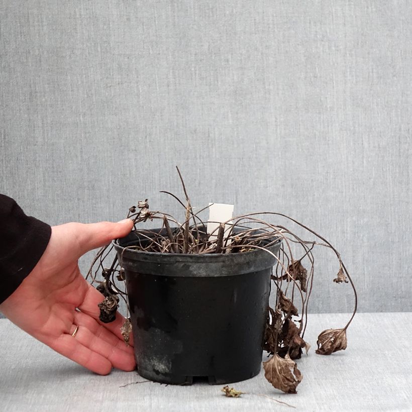 Ligularia dentata Othello Maceta 2L/3L Ejemplar entregado en invierno