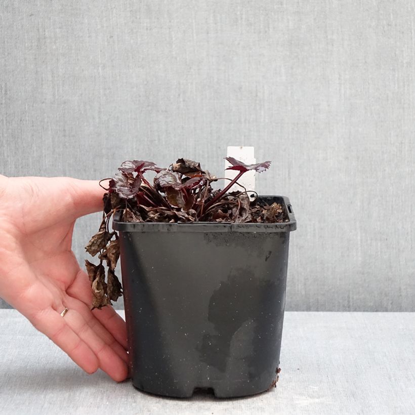 Ligularia dentata Pandora Maceta 2L/3L Ejemplar entregado en invierno